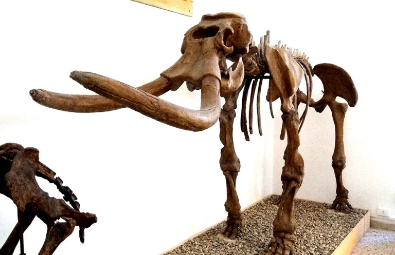 Il Museo di Storia Naturale di Comiso (Rg)