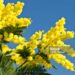 Closeup of ball shaped Mimosa flowers