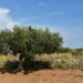 olive-tree-3662716_640