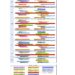 orari_psicologiv10